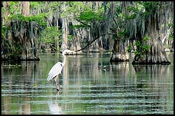 caddo6.jpg